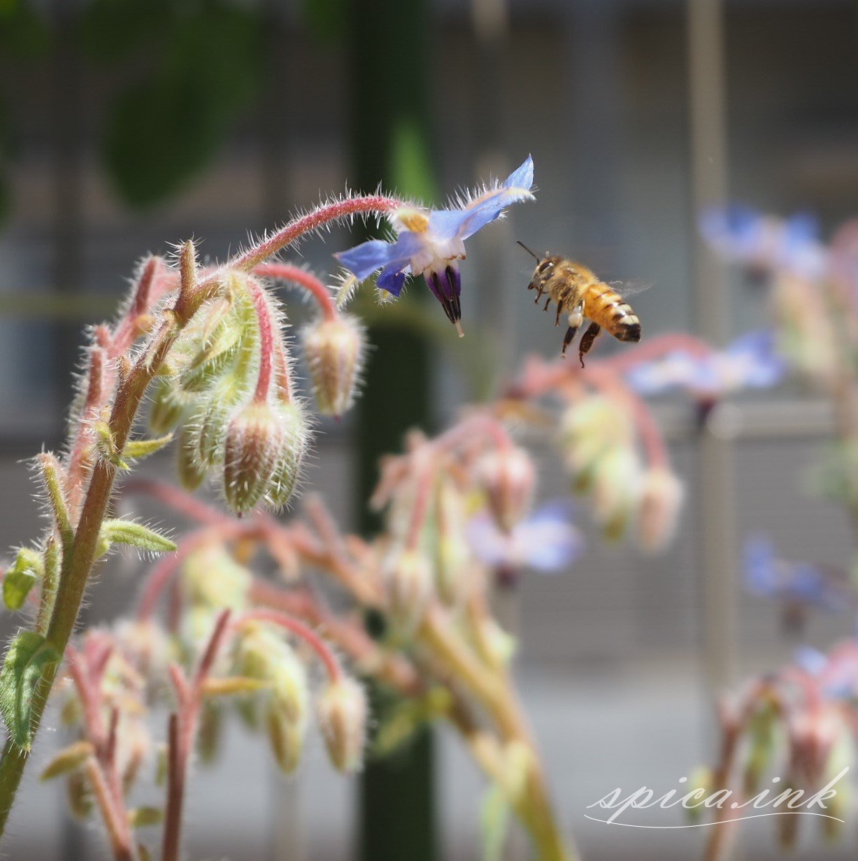 ミツバチがやってきた | 花と暮らそう～目指せ！メドウガーデン